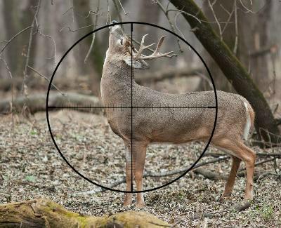 whats the best scope magnification for deer